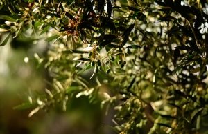 Doğadan Gelen Fermente Güç: Kiraz Sirkesi, Zeytin Sirkesi ve Siyah Üzüm Sirkesi birellerzeytin1